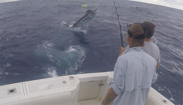 ANGLER: Rod Stone SPECIES: Blue Marlin
WEIGHT: Est. 190kg LURE: JB Lures 14" Chopper
